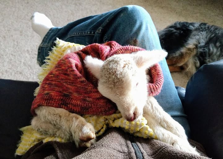 Snugglie sheep